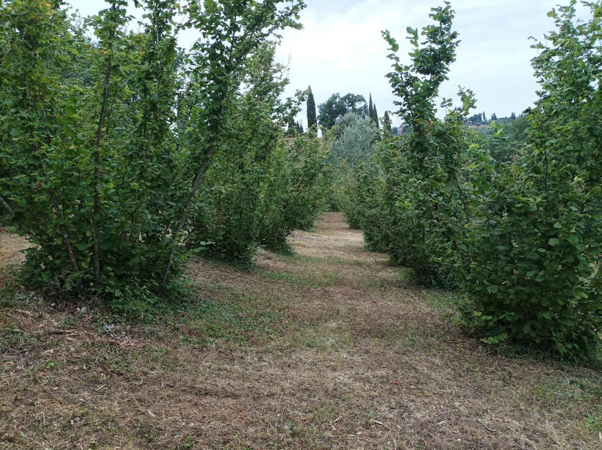 Agriturismo Il Bagnano Certaldo Exterior foto